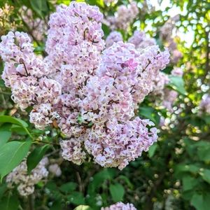 Lilac bush